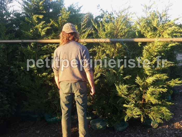 Cyprès pour haie